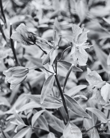 Arctic Hare, Black and White, Glacier, Greenland, Humpback whale, Landscape, Monochrome, Musk Ox, Photography, seascape, Travel, Wilderness, Wildlife
