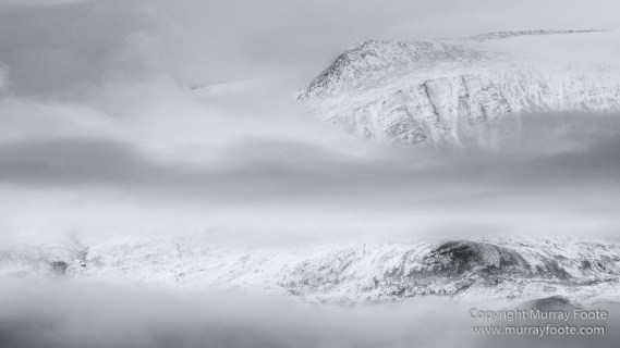 Arctic Hare, Black and White, Glacier, Greenland, Humpback whale, Landscape, Monochrome, Musk Ox, Photography, seascape, Travel, Wilderness, Wildlife
