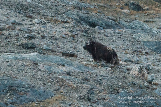 Archaeology, Bear Islands, Greenland, Icebergs, Inuit, Landscape, Nature, Photography, Arctic Hare, Musk Ox, Scoresby Sund, seascape, Syd Kap, Travel, Wilderness