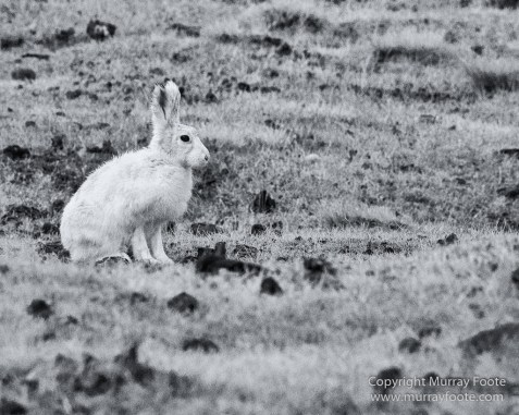 Arctic Hare, Black and White, Glacier, Greenland, Humpback whale, Landscape, Monochrome, Musk Ox, Photography, seascape, Travel, Wilderness, Wildlife