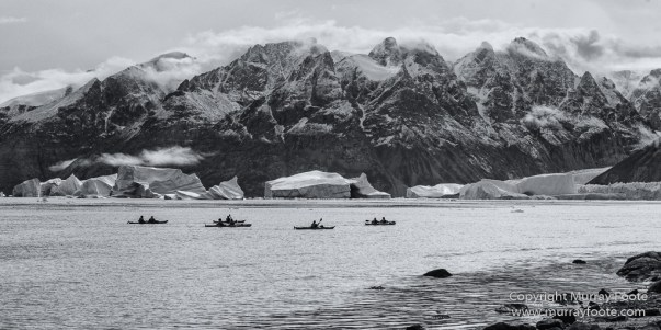 Arctic Hare, Black and White, Glacier, Greenland, Humpback whale, Landscape, Monochrome, Musk Ox, Photography, seascape, Travel, Wilderness, Wildlife