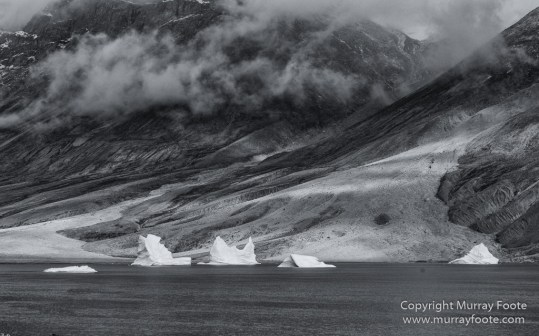 Arctic Hare, Black and White, Glacier, Greenland, Humpback whale, Landscape, Monochrome, Musk Ox, Photography, seascape, Travel, Wilderness, Wildlife