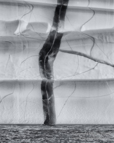 Arctic Hare, Black and White, Glacier, Greenland, Humpback whale, Landscape, Monochrome, Musk Ox, Photography, seascape, Travel, Wilderness, Wildlife
