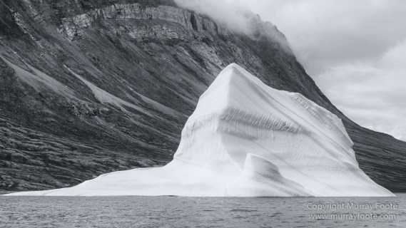 Arctic Hare, Black and White, Glacier, Greenland, Humpback whale, Landscape, Monochrome, Musk Ox, Photography, seascape, Travel, Wilderness, Wildlife