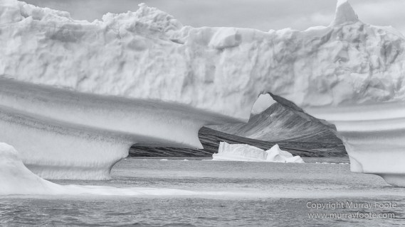 Arctic Hare, Black and White, Glacier, Greenland, Humpback whale, Landscape, Monochrome, Musk Ox, Photography, seascape, Travel, Wilderness, Wildlife