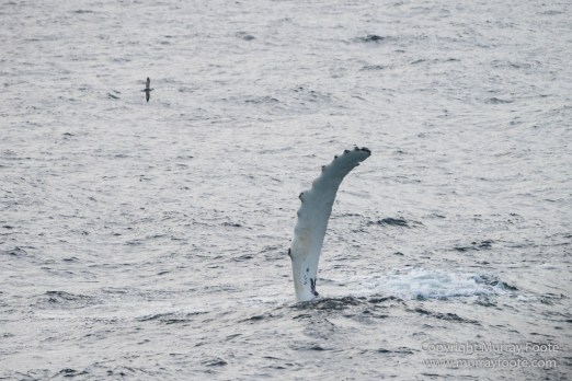 Greenland, Icebergs, Landscape, Nature, Nordvestfjord, Photography, Scoresby Sund, seascape, Travel, Wilderness