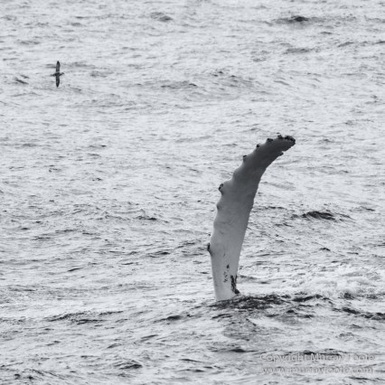 Arctic Hare, Black and White, Glacier, Greenland, Humpback whale, Landscape, Monochrome, Musk Ox, Photography, seascape, Travel, Wilderness, Wildlife