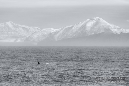 Arctic Hare, Black and White, Glacier, Greenland, Humpback whale, Landscape, Monochrome, Musk Ox, Photography, seascape, Travel, Wilderness, Wildlife