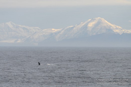 Greenland, Icebergs, Landscape, Nature, Nordvestfjord, Photography, Scoresby Sund, seascape, Travel, Wilderness