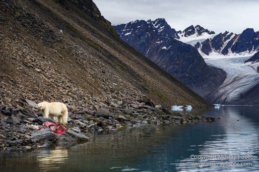 Bearded seal, Glacier, Ivory Gull, Kittiwake, Nature, Photography, Polar Bears, Reindeer, seascape, Spitsbergen, Tinayrebukta, Travel, Wilderness, Wildlife