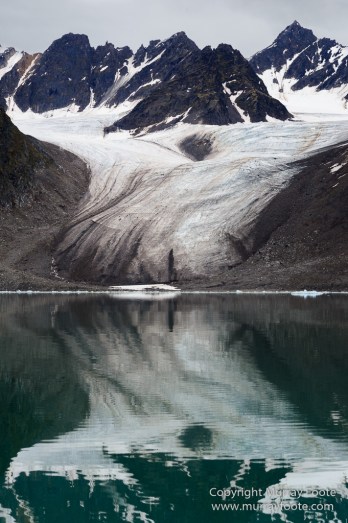 Bearded seal, Glacier, Ivory Gull, Kittiwake, Nature, Photography, Polar Bears, Reindeer, seascape, Spitsbergen, Tinayrebukta, Travel, Wilderness, Wildlife