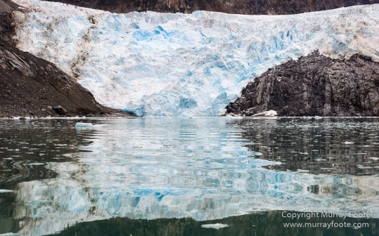 Bearded seal, Glacier, Ivory Gull, Kittiwake, Nature, Photography, Polar Bears, Reindeer, seascape, Spitsbergen, Tinayrebukta, Travel, Wilderness, Wildlife