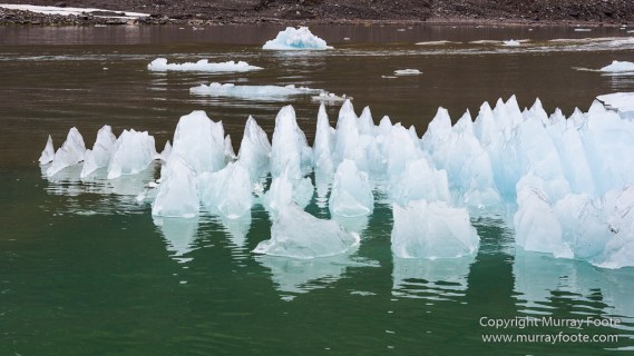 Bearded seal, Glacier, Ivory Gull, Kittiwake, Nature, Photography, Polar Bears, Reindeer, seascape, Spitsbergen, Tinayrebukta, Travel, Wilderness, Wildlife