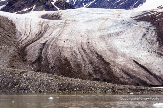 Bearded seal, Glacier, Ivory Gull, Kittiwake, Nature, Photography, Polar Bears, Reindeer, seascape, Spitsbergen, Tinayrebukta, Travel, Wilderness, Wildlife