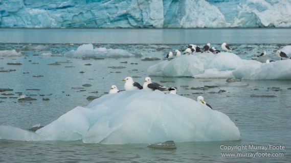 Black guillemot, Glacier, Kittiwake, Lilliehöökbreen, Nature, Photography, seascape, Spitsbergen, Travel, Wilderness, Wildlife
