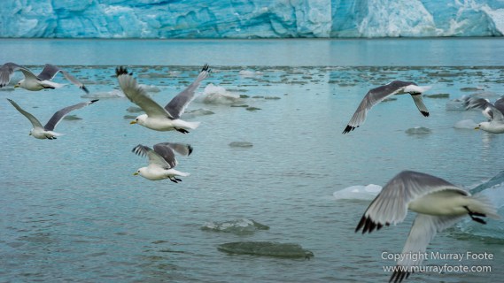 Black guillemot, Glacier, Kittiwake, Lilliehöökbreen, Nature, Photography, seascape, Spitsbergen, Travel, Wilderness, Wildlife