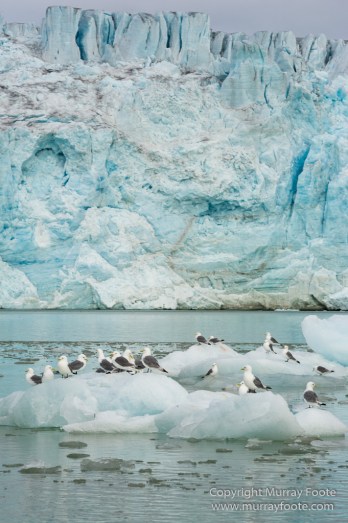 Black guillemot, Glacier, Kittiwake, Lilliehöökbreen, Nature, Photography, seascape, Spitsbergen, Travel, Wilderness, Wildlife