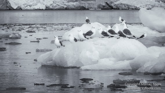 Bearded seal, Black and White, Blue whale, Glacier, Harbour Seals, Landscape, Monochrome, Photography, Polar Bears, seascape, Spitsbergen, Travel, Wilderness, Wildlife