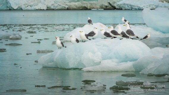 Black guillemot, Glacier, Kittiwake, Lilliehöökbreen, Nature, Photography, seascape, Spitsbergen, Travel, Wilderness, Wildlife