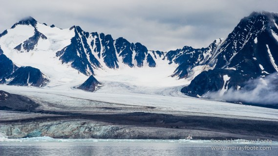 Black guillemot, Glacier, Kittiwake, Lilliehöökbreen, Nature, Photography, seascape, Spitsbergen, Travel, Wilderness, Wildlife