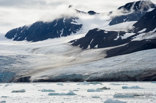 Black guillemot, Glacier, Kittiwake, Lilliehöökbreen, Nature, Photography, seascape, Spitsbergen, Travel, Wilderness, Wildlife