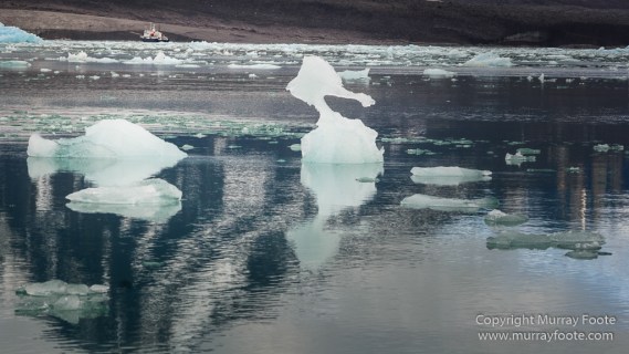Black guillemot, Glacier, Kittiwake, Lilliehöökbreen, Nature, Photography, seascape, Spitsbergen, Travel, Wilderness, Wildlife