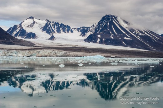 Black guillemot, Glacier, Kittiwake, Lilliehöökbreen, Nature, Photography, seascape, Spitsbergen, Travel, Wilderness, Wildlife