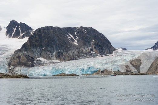 Glacier, Guillemots, Hamiltonbukta, Icebergs, Nature, Photography, Polar Bears, seascape, Spitsbergen, Travel, Walrus, Wilderness, Wildlife