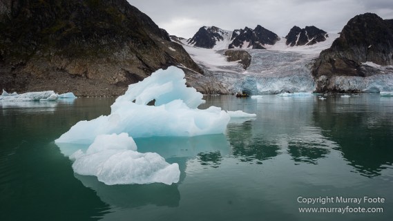 Glacier, Guillemots, Hamiltonbukta, Icebergs, Nature, Photography, Polar Bears, seascape, Spitsbergen, Travel, Walrus, Wilderness, Wildlife