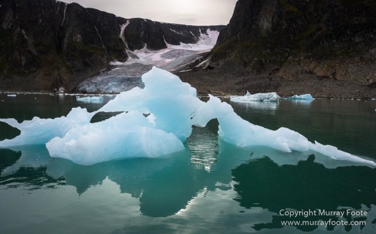 Glacier, Guillemots, Hamiltonbukta, Icebergs, Nature, Photography, Polar Bears, seascape, Spitsbergen, Travel, Walrus, Wilderness, Wildlife