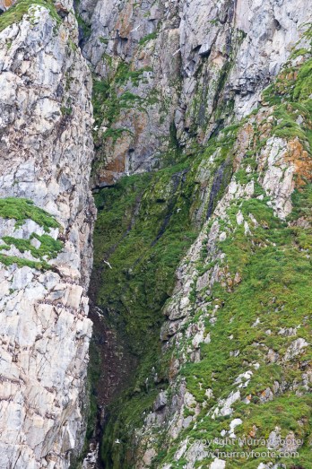 Glacier, Guillemots, Hamiltonbukta, Icebergs, Nature, Photography, Polar Bears, seascape, Spitsbergen, Travel, Walrus, Wilderness, Wildlife