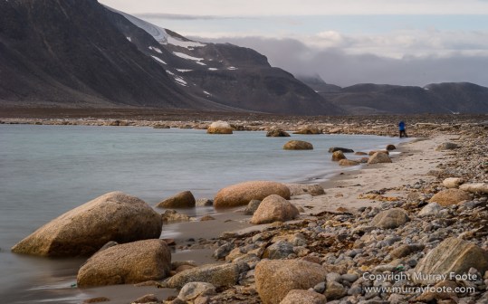Glacier, Harbour Seals, Icebergs, Nature, Photography, seascape, Smeerenburg, Spitsbergen, Travel, Wilderness, Wildlife