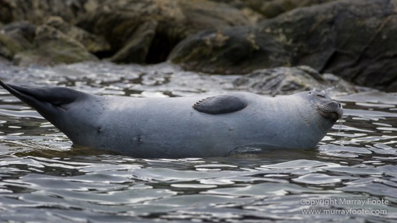 Glacier, Harbour Seals, Icebergs, Nature, Photography, seascape, Smeerenburg, Spitsbergen, Travel, Wilderness, Wildlife