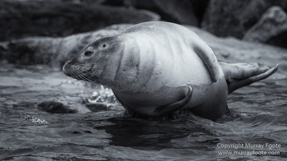 Bearded seal, Black and White, Blue whale, Glacier, Harbour Seals, Landscape, Monochrome, Photography, Polar Bears, seascape, Spitsbergen, Travel, Wilderness, Wildlife