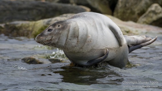 Glacier, Harbour Seals, Icebergs, Nature, Photography, seascape, Smeerenburg, Spitsbergen, Travel, Wilderness, Wildlife
