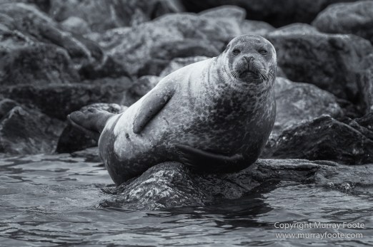 Bearded seal, Black and White, Blue whale, Glacier, Harbour Seals, Landscape, Monochrome, Photography, Polar Bears, seascape, Spitsbergen, Travel, Wilderness, Wildlife