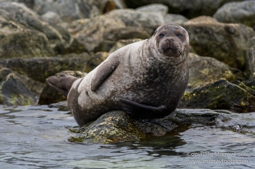 Glacier, Harbour Seals, Icebergs, Nature, Photography, seascape, Smeerenburg, Spitsbergen, Travel, Wilderness, Wildlife