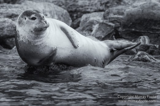 Bearded seal, Black and White, Blue whale, Glacier, Harbour Seals, Landscape, Monochrome, Photography, Polar Bears, seascape, Spitsbergen, Travel, Wilderness, Wildlife