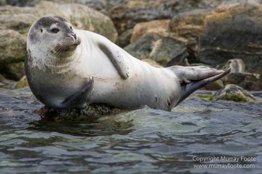 Glacier, Harbour Seals, Icebergs, Nature, Photography, seascape, Smeerenburg, Spitsbergen, Travel, Wilderness, Wildlife