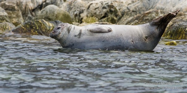 Glacier, Harbour Seals, Icebergs, Nature, Photography, seascape, Smeerenburg, Spitsbergen, Travel, Wilderness, Wildlife