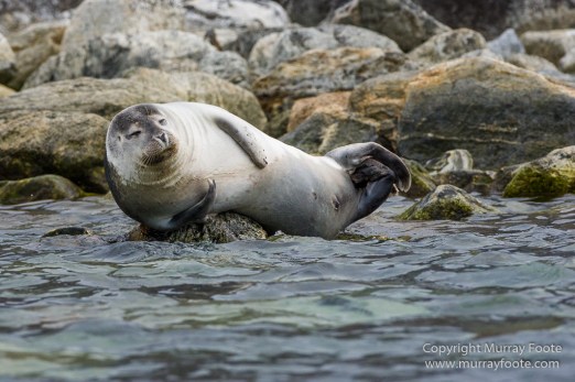 Glacier, Harbour Seals, Icebergs, Nature, Photography, seascape, Smeerenburg, Spitsbergen, Travel, Wilderness, Wildlife