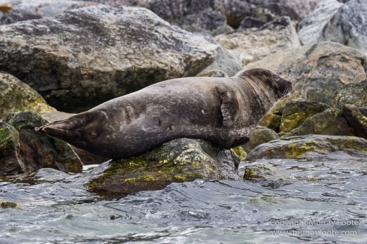 Glacier, Harbour Seals, Icebergs, Nature, Photography, seascape, Smeerenburg, Spitsbergen, Travel, Wilderness, Wildlife