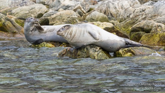 Glacier, Harbour Seals, Icebergs, Nature, Photography, seascape, Smeerenburg, Spitsbergen, Travel, Wilderness, Wildlife