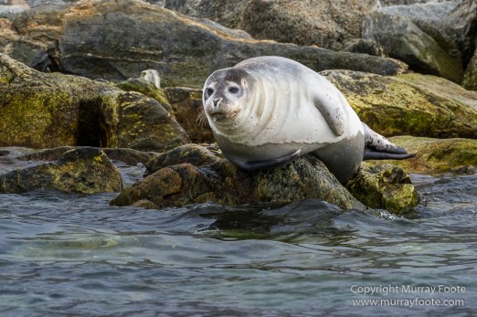 Glacier, Harbour Seals, Icebergs, Nature, Photography, seascape, Smeerenburg, Spitsbergen, Travel, Wilderness, Wildlife
