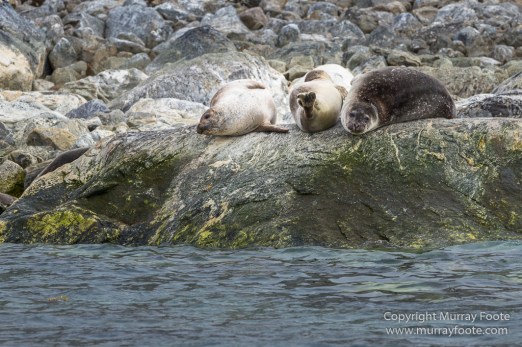 Glacier, Harbour Seals, Icebergs, Nature, Photography, seascape, Smeerenburg, Spitsbergen, Travel, Wilderness, Wildlife
