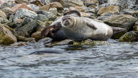 Glacier, Harbour Seals, Icebergs, Nature, Photography, seascape, Smeerenburg, Spitsbergen, Travel, Wilderness, Wildlife