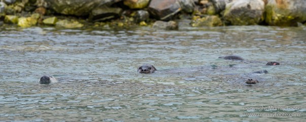 Glacier, Harbour Seals, Icebergs, Nature, Photography, seascape, Smeerenburg, Spitsbergen, Travel, Wilderness, Wildlife