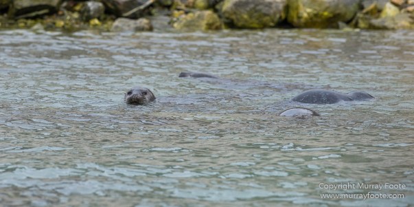 Glacier, Harbour Seals, Icebergs, Nature, Photography, seascape, Smeerenburg, Spitsbergen, Travel, Wilderness, Wildlife
