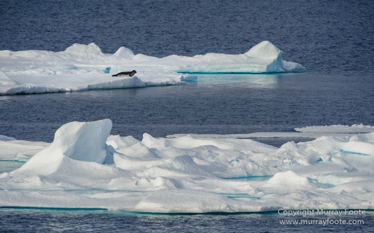 Greenland, Icebergs, Nature, Photography, Polar Bears, seascape, Spitsbergen, Travel, Wilderness, Wildlife