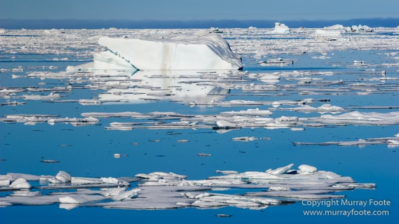 Greenland, Icebergs, Nature, Photography, Polar Bears, seascape, Spitsbergen, Travel, Wilderness, Wildlife